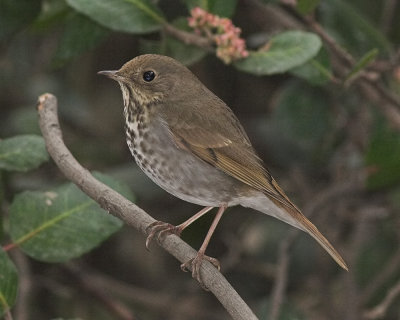 Hermit Thrush