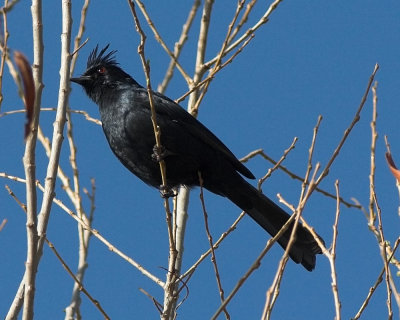 Phainopepla