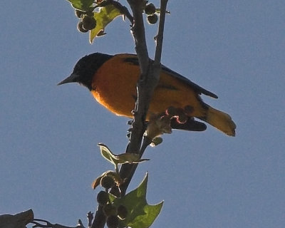 Baltimore Oriole