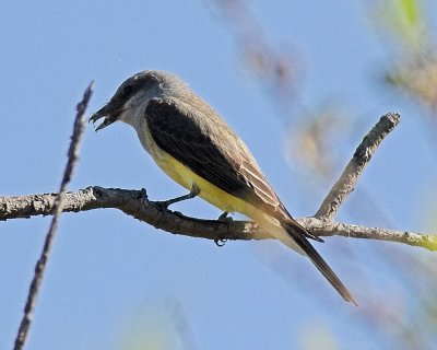 Cassin's  Kingbird
