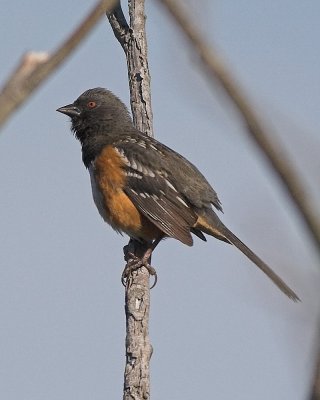 Spotted Towhee - juvenile