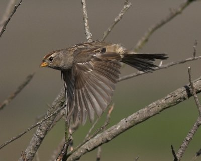 White-crowned Sparrow