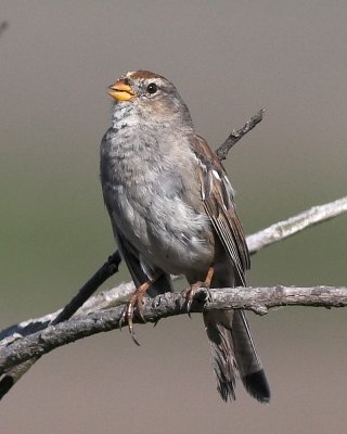 White-crowned Sparrow