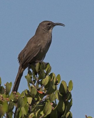 California Thrasher