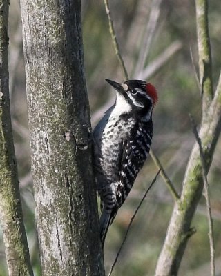 Downy Woodpecker - male