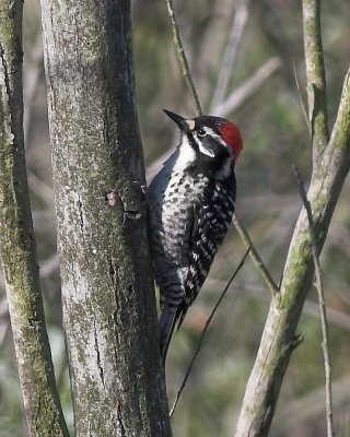 Downy Woodpecker - male