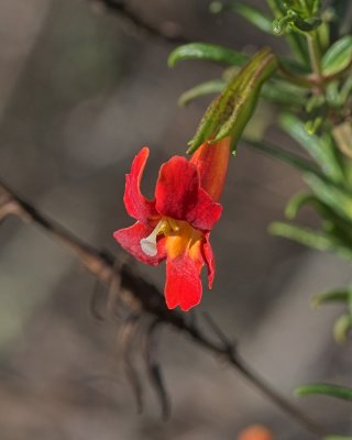 Scarlet Monkeyflower (<em>Erythranthe cardinalis</em>)