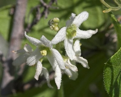 Wild Cucumber- flower details