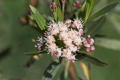Mulefat (Baccharis salicifolia)