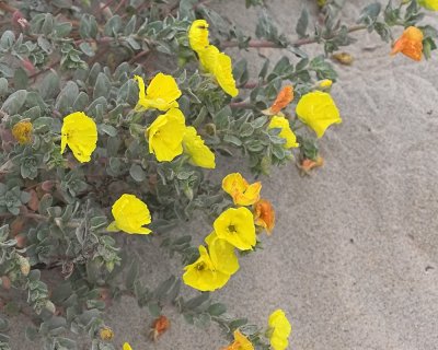 Beach Evening Primrose ( Camissonia cheiranthifolia suffruticosa )