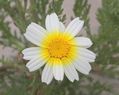 Crown Daisy (Chrysanthemum coronarium)