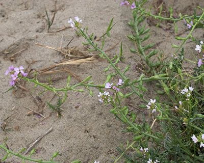 Wild Raddish (<em>Matthiola incana</em>)