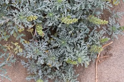 Beach -bur ( Ambrosia chamissonis )