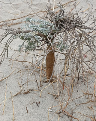 Beach -bur ( Ambrosia chamissonis )