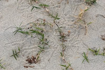 Saltgrass ( Distichlis spicata ) Dune Beetle tracks