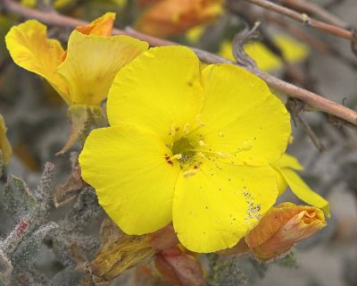 Beach Evening Primrose ( Camissonia cheiranthifolia suffruticosa )