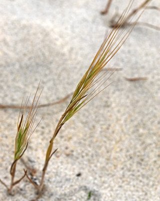 Saltgrass ( Distichlis spicata)