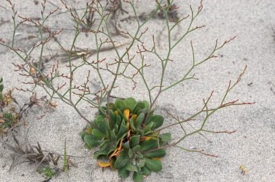 Coastal Sand Dunes