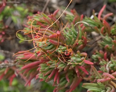 Estuary Sea Blight (Suaeda esteroa)