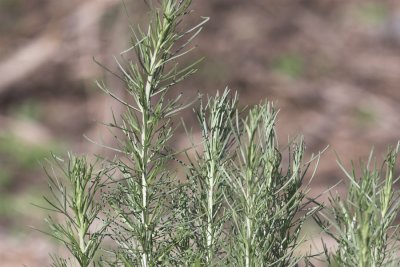 Coastal Sagebrush (Artemisia californica)
