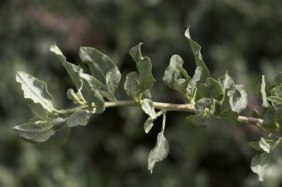 Big Saltbush(Atriplex  lentiformis)