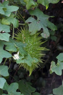 Wild Cucumber - spiny fruit