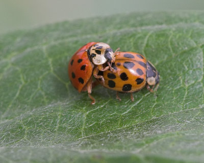 Convergent Ladybird Beetle (Hippodamia convergens)