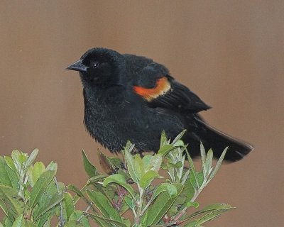 Red-winged Blackbird - male