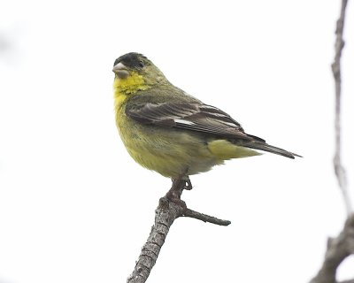 Lesser Goldfinch