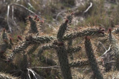 Coastal  Cholla (Cylindropuntia prolifera)