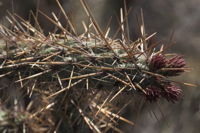 Coastal  Cholla (Cylindropuntia prolifera)