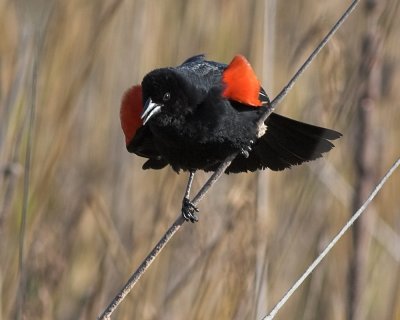 Red-winged Blackbird