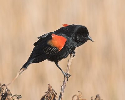 Red-winged Blackbird