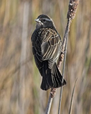 Red-winged Blackbird