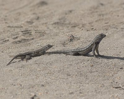 Western Fence Lizard (Sceloporus occidentalis)