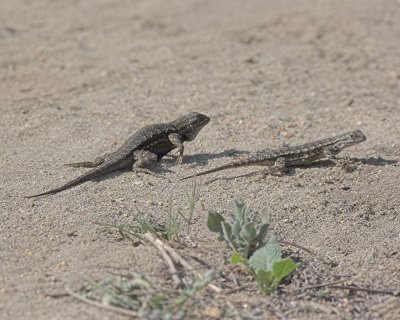 Western Fence Lizard (Sceloporus occidentalis)