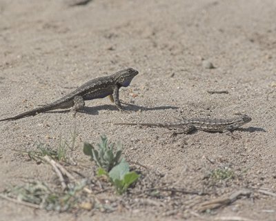 Western Fence Lizard (Sceloporus occidentalis)