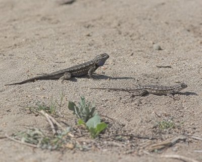 Western Fence Lizard (Sceloporus occidentalis)