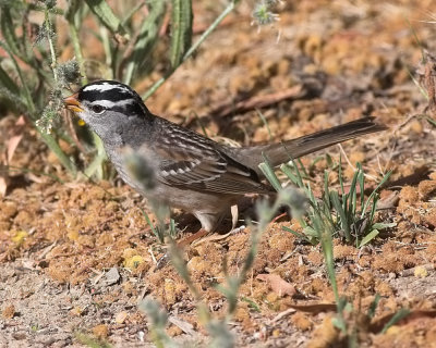 White-crowned Sparrow