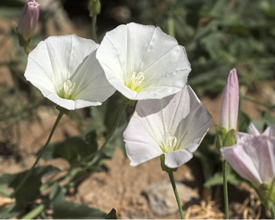 Bindweed (Convoluvulus arvensis)