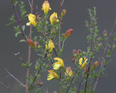 Large Flowered Lotus (Lotus grandiflorus)