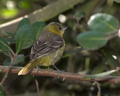 Hooded Oriole - immature