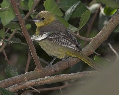 Hooded Oriole - immature