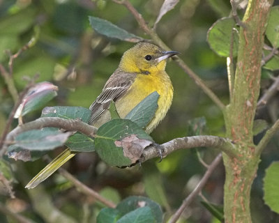 Hooded Oriole - female