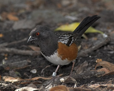 Spotted Towhee