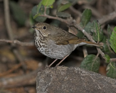 Hermit Thrush