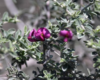 Chaparral Pea (Pickeringia montana )