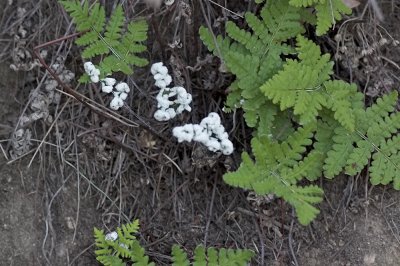 Calfornia Lace Fern ( Aspidotis californiaca )