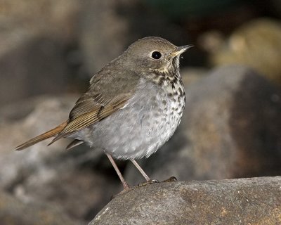 Hermit Thrush