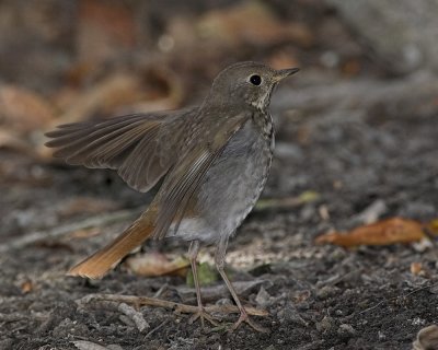 Hermit Thrush